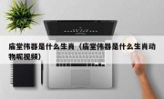 庙堂伟器是什么生肖（庙堂伟器是什么生肖动物呢视频）