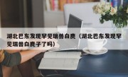 湖北巴东发现罕见瑞兽白麂（湖北巴东发现罕见瑞兽白麂子了吗）